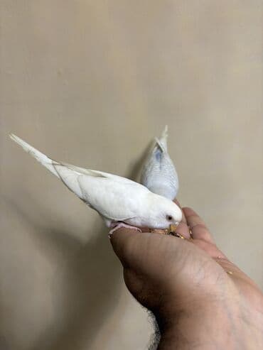 значок хары бюльбюль купить: 1 ədəd ağ qalıb erkək — 3