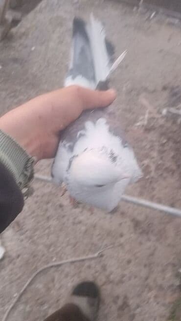 Tata: - Məhsul: Ev güvəni/peykan göyərçin (ağ rəngli, qara ləkəli) - — 2