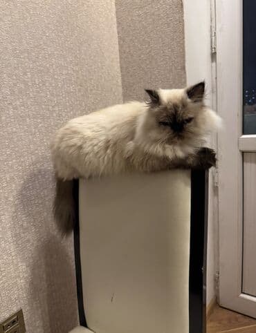 van pişiyi qiymeti: Fars, Dişi, Yaxşı əllərə, Ünvandan götürmə — 6