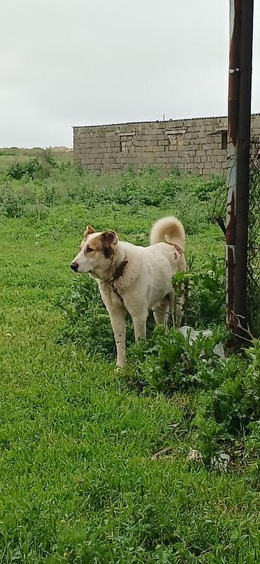kaski itleri: Qurdbasar, 1 il, Erkek, Peyvəndli, Pulsuz çatdırılma — 5