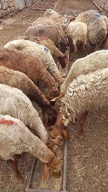 qoyunla: Salam tam saglam 14dene bogaz qoyun — 1