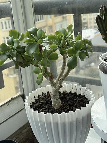 Bitki satışı – Sansevieria (Qaynanadili), sukkulentlər və kaktuslar — 10