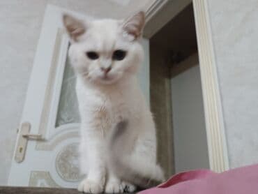 Аквариумы: Шиншилла, Самка — 5