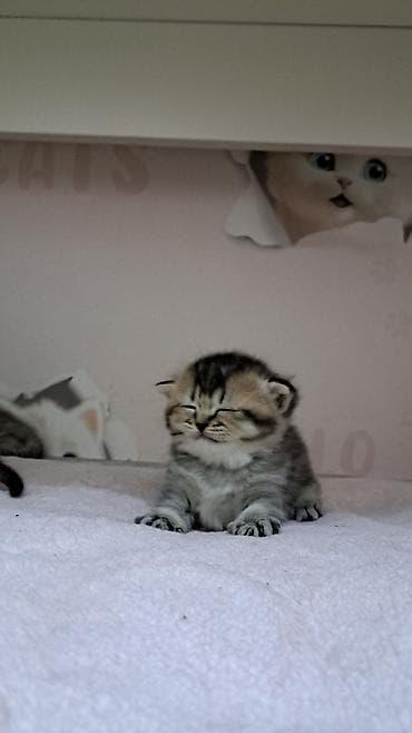 sfinks pişik: Britan, Dişi, Ünvandan götürmə, Ödənişli çatdırılma, Rayonlara çatdırılma — 1