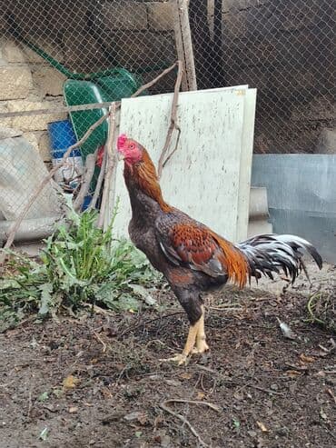 cücə satışı 2023: Cins xoruz – uzunboy, güclü və çevik bədən quruluşu ilə. - Rəng — 1