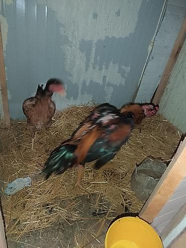 qoyun surusu satilir: Məhsul: Cücələr və xoruz (uzunboy, sərt bədən quruluşlu, oyun/Asiyalı — 4