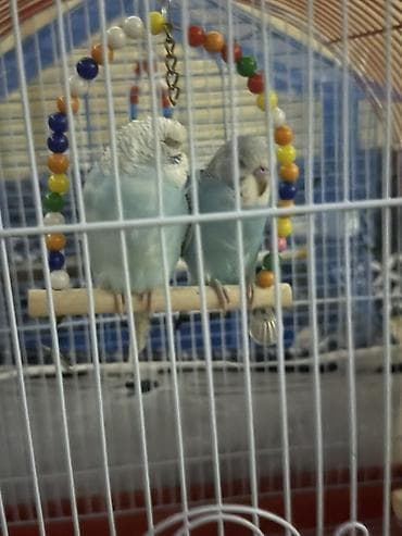 tutuquşlar: Məhsul: Cüt dalğalı tutuquşu (budgerigar) və qəfəs dəsti Təsvir: - — 4