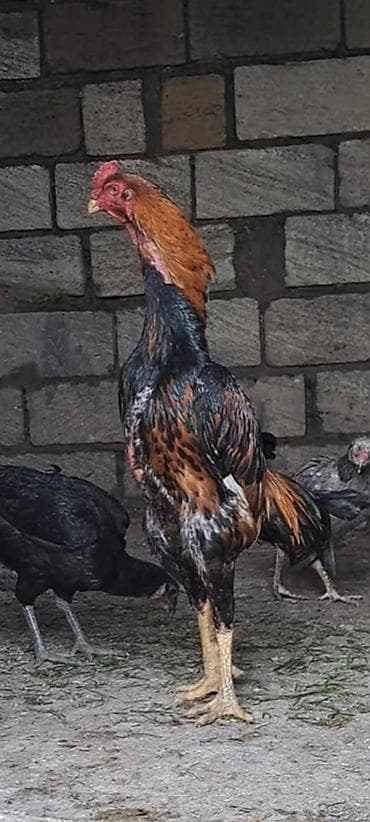 kend toyuqlari satisi: Salam oh wamo satilir temiz oh wamodu 1yaw 2 ayligdi temi ve saglam — 1