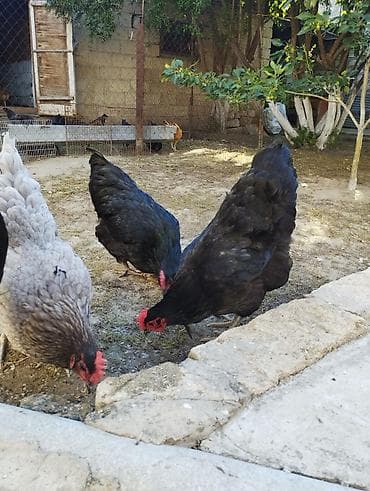 turk anqorasi: Toyuq, Australorp, Damazlıq, Ünvandan götürmə — 7