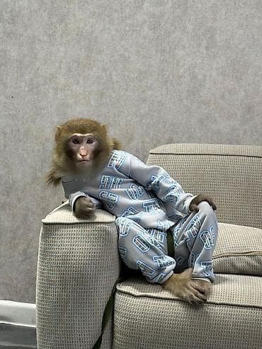 Uşaq pijama dəsti – açıq boz rəng, naxışlı - İki hissəli dəst