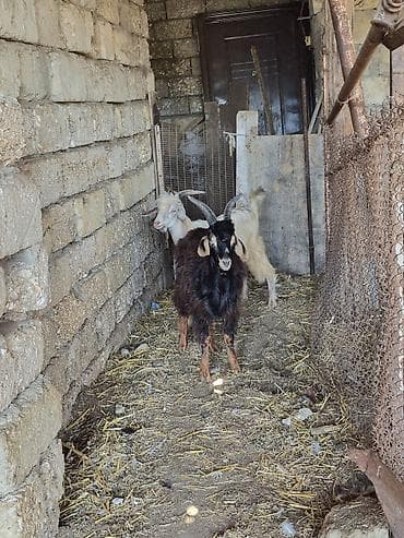 Salam saglam arpa yonca yeyen heyvanlardı real alıcılar zeng vursun lalafo.az -da Salam saglam arpa yonca yeyen heyvanlardı real alıcılar zeng vursun