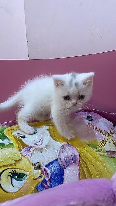 heyvan: British Longhair/Scottish tipli bala pişiklər - Nəsil xüsusiyyətləri — 10