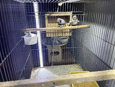 itler ucun bit dermani: Qarayanaq zebra velikan. Hazır cüt bala verən quşlardır. Qəfəslə — 3