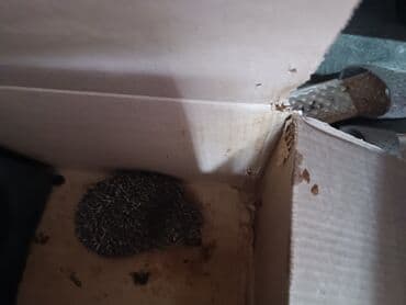 американский плоскоухий членистоногий когтеступ: Ev heyvanı – kirpi - Növ: Kiçik kirpi - Rəng: Tünd-boz iynəli bel — 2