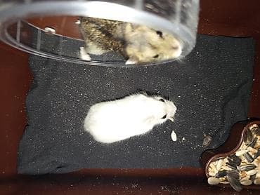 cücə su qabı: Dwarf hamster cütlüyü və qəfəs seti - Növ: xırda cins (cütdür) – biri — 4