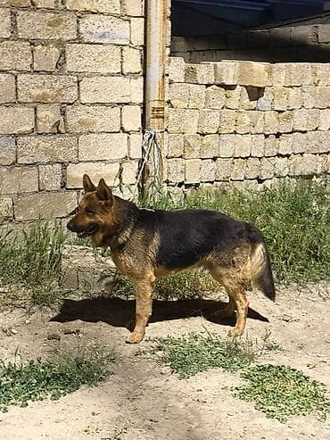 bala at: Alman çoban iti, 2 il, Erkek — 2