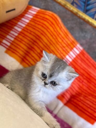 şotlan pişik: Şotland yastı qulaq, Erkək, Dişi, Yaxşı əllərə, Ünvandan götürmə, Pulsuz çatdırılma, Ödənişli çatdırılma — 233