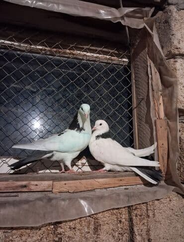 Audi: Məhsul: Qəbələli/xallı ev göyərçinləri (cütlüklər) Təsvir: - — 6