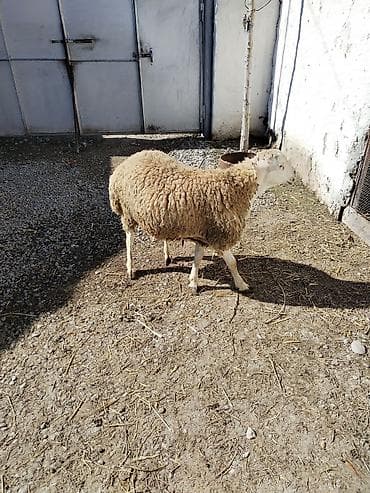 Təmiz qan tatalılar sortu toxumluq erkəy tam saqlam heyvandı