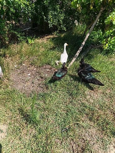 popugay satisi: Qiymeti razilaşma yolu ile — 4