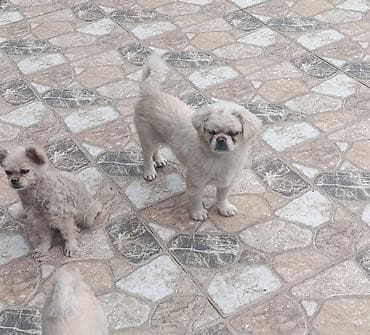adamcil itler: Pekines, 3 ay, Erkek, Peyvəndli — 1