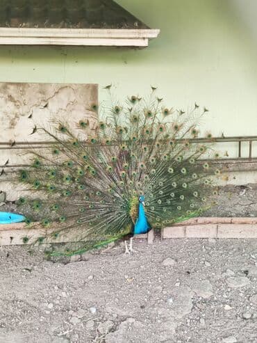 ineklerin satisi: Tovuq quşu satılır 1erlək 1fərə 4illikdilər.tam sağlam.cütü 600m — 5