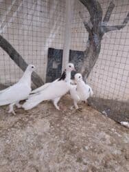 danişan quş: 10 manat - Növ: oyun/ev göyərçini - Rənglər: ağ əsas ton, bəzilərində — 4