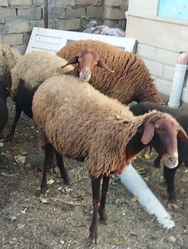 bmw 3 серия 325tds at: Satilir Ana Bala Qoyunlar Boğaz Heyvanlar ekiz Bala Heyvanlar Kom 8 — 8