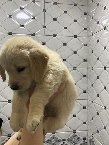 alman it: Qızılı rəngli balaca it balası – Golden Retriever tipli - Cins — 1