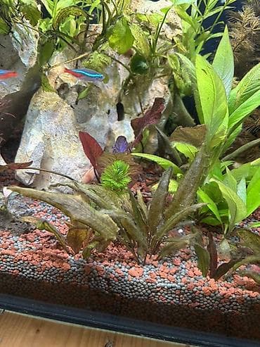 quppi balığı: Dördbucaq akvarium, Balıqlarla birlikdə, 120 l, Pulsuz çatdırılma — 8