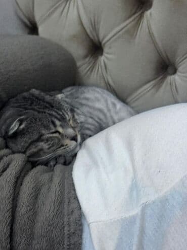 şinşila pişik: Tabbi, Yaxşı əllərə — 1