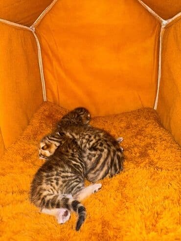 котята породистые купить: Бенгальская — 3