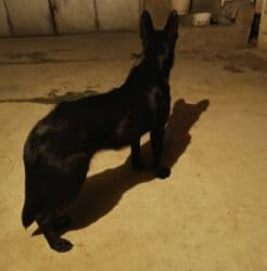 kangal it: Alman çoban iti, 9 ay, Dişi, Peyvəndli, Ödənişli çatdırılma — 4