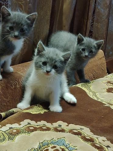 pişim: Britan, Erkək, Dişi — 4