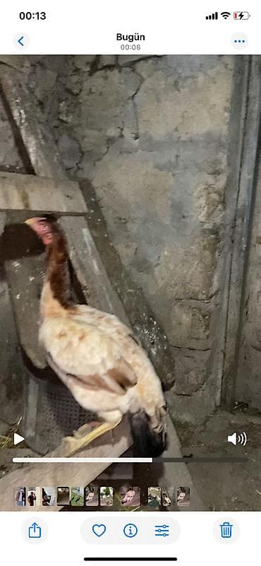 tutuquşu haqqinda melumat: Təmiz heyratı isdiyən buyursun watsapda vidyolarını ata bilərəm.boş — 5