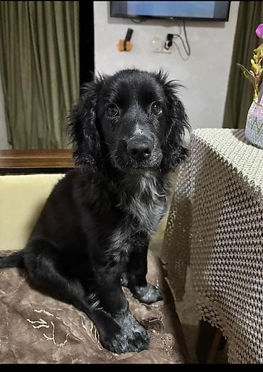 ev itləri ucuz: Koker spaniyel, 4 ay, Erkek, Ünvandan götürmə — 1