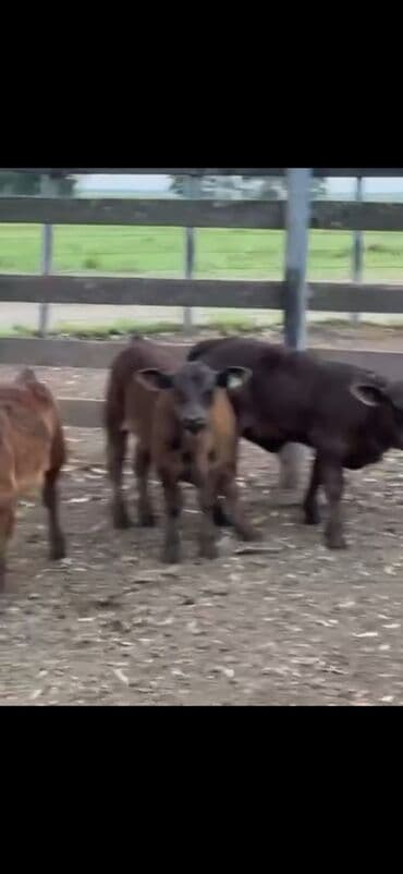 at və eşşəyin cütləşməsi: Məhsul: Qara və tünd qəhvəyi rəngli buzovlar (ətlik tip) Təsvir: - — 11