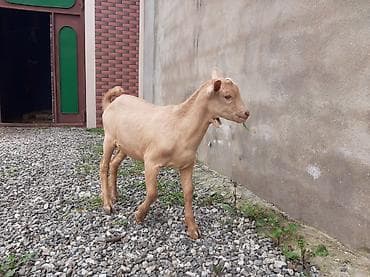 cins kecilər: Allah hamının təsərrüfatına bərəkət versin.Erkək çəpiş — 8