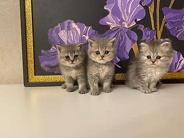 pişik: Britan — 2