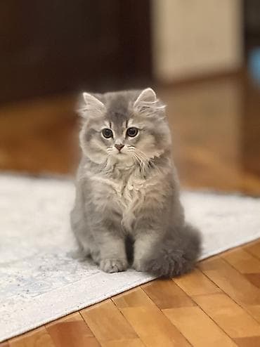 pisik adlari rusça: Erkək, Ünvandan götürmə — 2