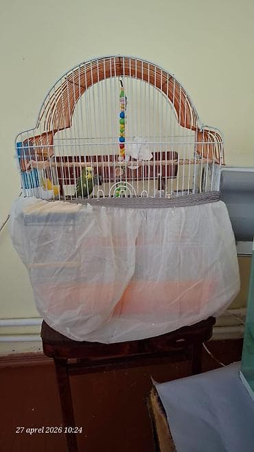 quş üçün qəfəs: Erkek tutuqusu ( 20 manata alınıb magazadan)+bir böyük qəfes bir — 7