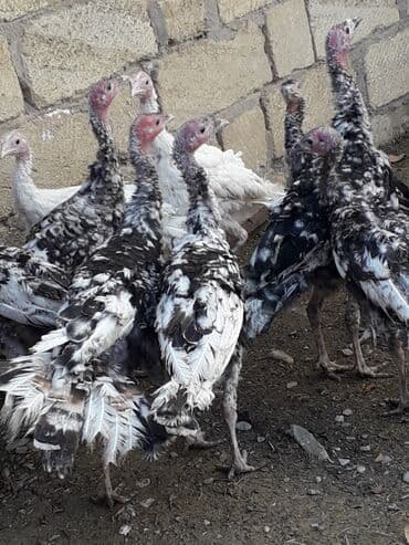 hindüşka: Erkək, Amerika, Kanada, Damazlıq, Ünvandan götürmə — 4