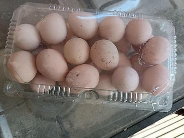 col toyuğu: Salam olsun firengdi yumurtalar satılır 50qepiyr mayalidilar sayı azdi — 6