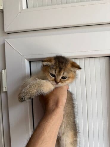 şotlan pişik: Şotland yastı qulaq, Erkək, Dişi, Yaxşı əllərə, Ünvandan götürmə, Pulsuz çatdırılma, Ödənişli çatdırılma — 206