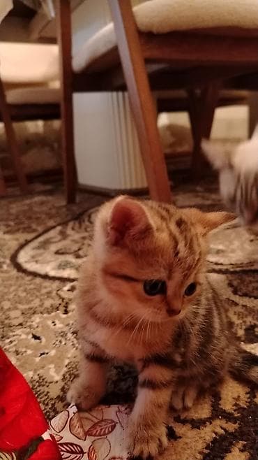 Британская at lalafo.az Британская