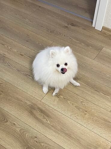 şpitz itlər: Şpitz, 6 ay, Erkek, Peyvəndli, Ünvandan götürmə — 2