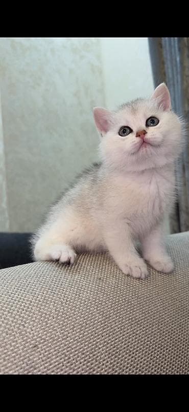 pişiy: Şinşilla, Dişi, Erkək, Pulsuz çatdırılma — 2