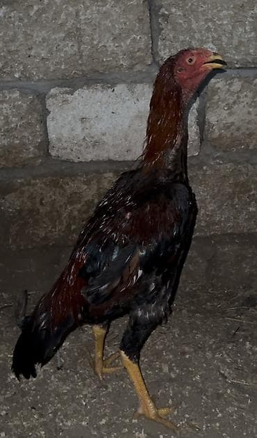 Гуси: Tecili satilir nagd alana endirim ederem,7 ayna teze kecib, 1 hefdedi — 2