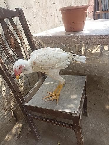 Salam Ayaqnada problem var çətin gəzir parterdə eləyərəm dimdiyi və