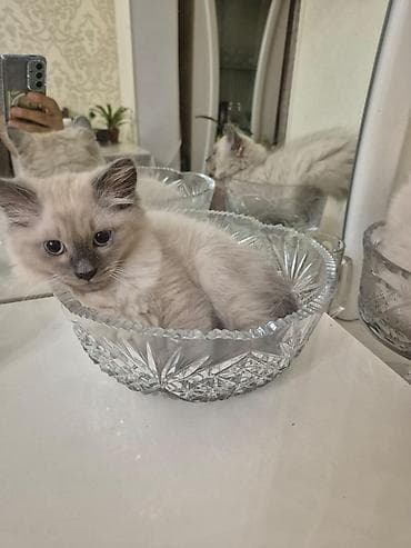 dekarativ heyvanlar: Ragdoll tipli balaca pişik Ragdoll ilə persin qarışığıdır balalar - — 2
